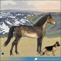 Horse Color:Buckskin Rabicano 