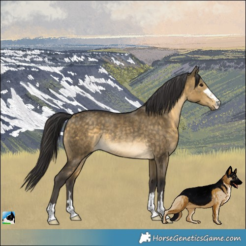 Horse Color:Buckskin Dun Rabicano 