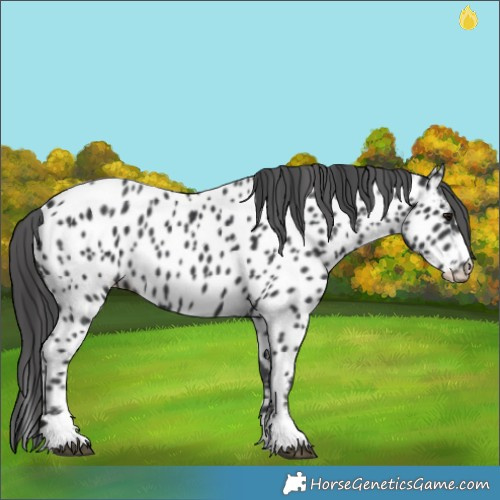 Horse Color:Black Near Leopard 