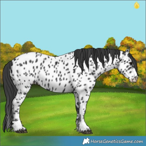Horse Color:Black Appaloosa