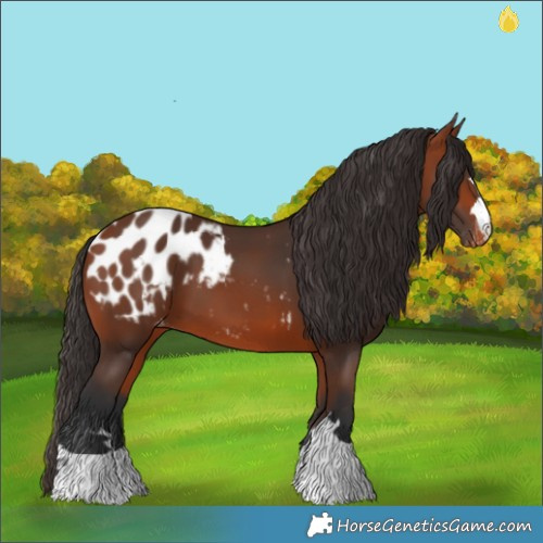 Horse Color:Bay Appaloosa 