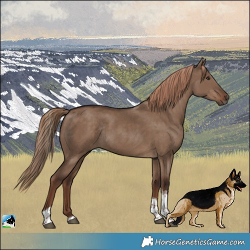 Horse Color:Liver Red Dun Tobiano Rabicano