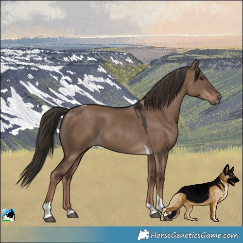Horse Color:Liver Red Dun Tobiano