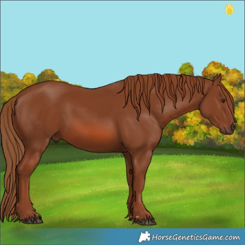 Horse Color:Chestnut 