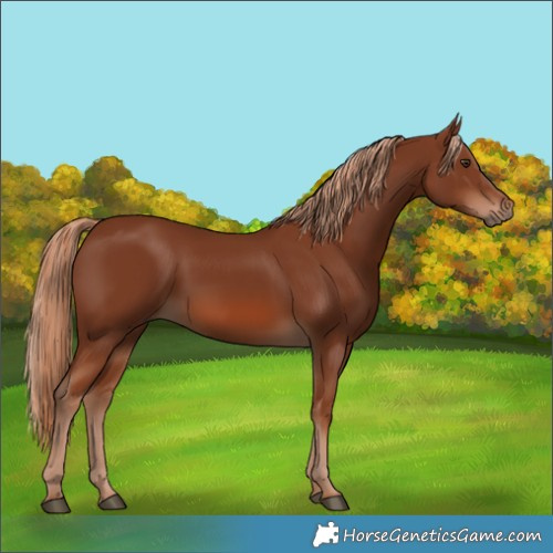 Horse Color:Unknown 