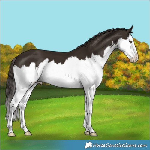 Horse Color:Liver Chestnut Splash 