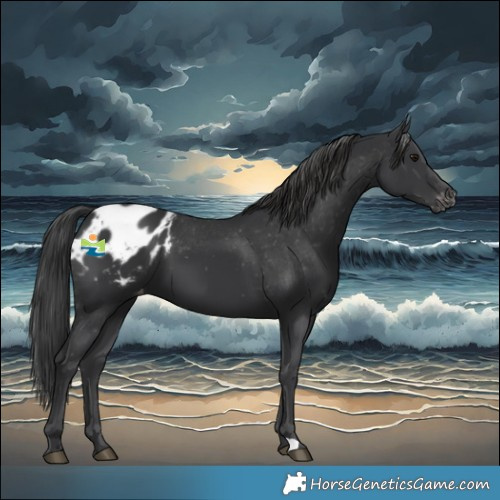 Horse Color:Black Blanket 