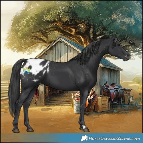 Horse Color:Black Appaloosa 