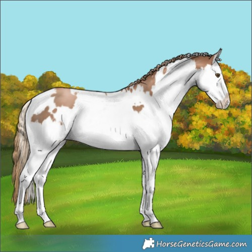 Horse Color:White Spotted Liver Chestnut Pearl Splash