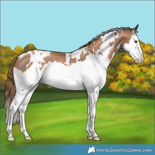 Horse Color:White Spotted Liver Chestnut Pearl Splash 