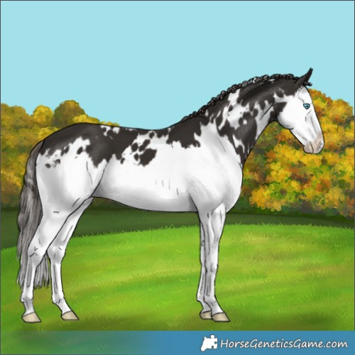 Horse Color:White Spotted Liver Chestnut Splash