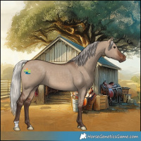 Horse Color:Silver Brown Dun 
