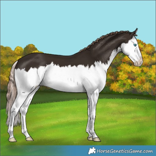 Horse Color:Liver Chestnut Splash