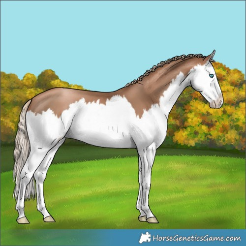 Horse Color:Liver Chestnut Pearl Splash