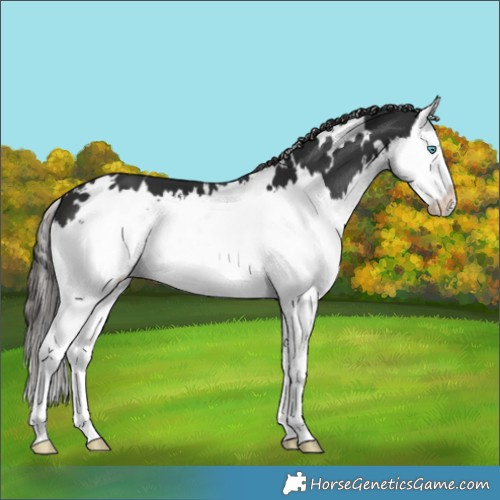 Horse Color:White Spotted Liver Chestnut Splash
