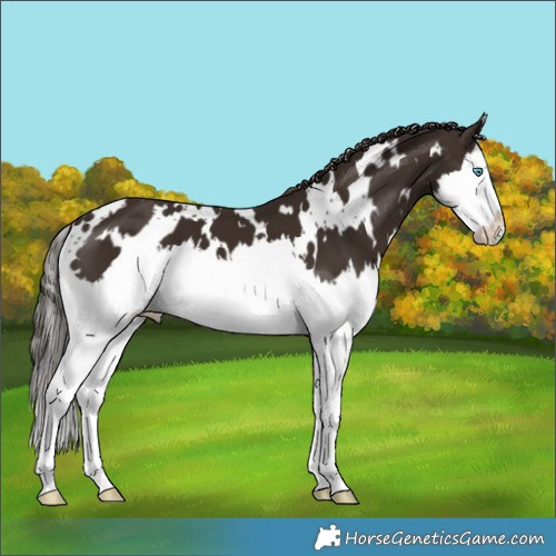 Horse Color:White Spotted Liver Chestnut Splash 