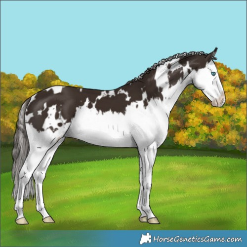 Horse Color:White Spotted Liver Chestnut Splash 