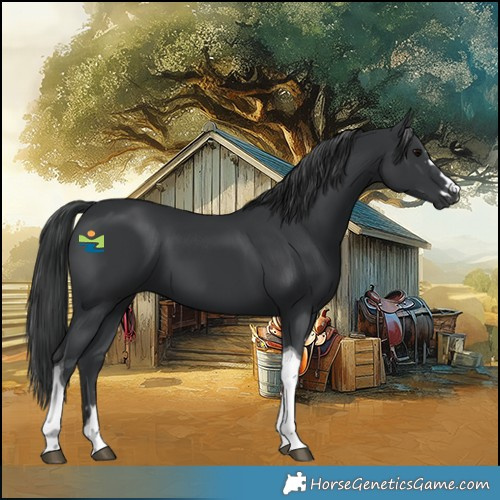 Horse Color:Black Tobiano 