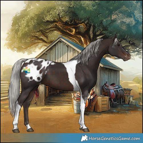 Horse Color:Silver Brown Tobiano Appaloosa 