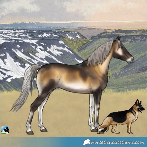 Horse Color:Gray Silver Brown Onyx 