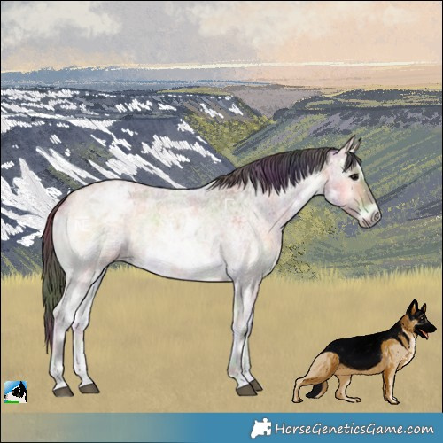 Horse Color:Nacre Buckskin Ice Roan Onyx 