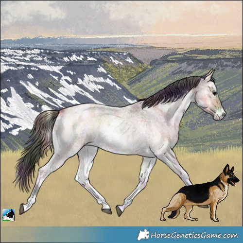Horse Color:Nacre Buckskin Ice Roan Onyx 