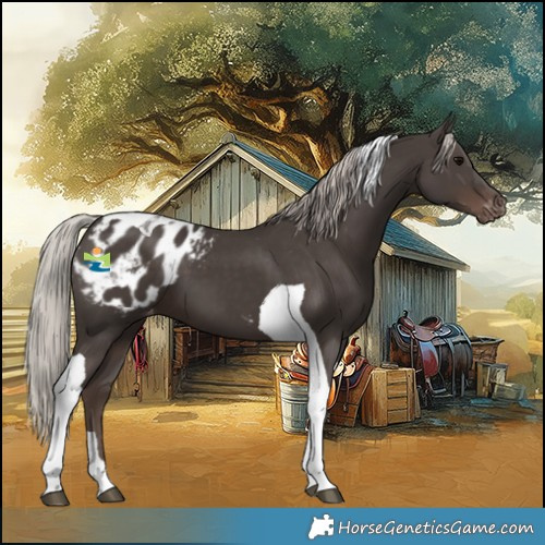 Horse Color:Silver Black Tobiano Appaloosa 