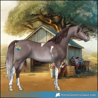 Horse Color:Chocolate Brown Chinchilla Tobiano