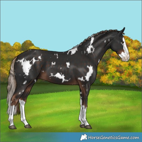 Horse Color:White Spotted Liver Chestnut Splash 
