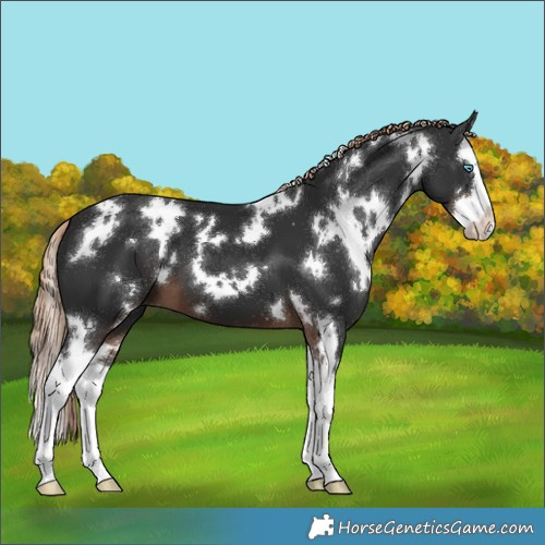 Horse Color:White Spotted Liver Chestnut Splash 