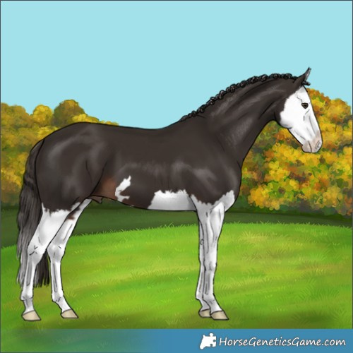 Horse Color:Liver Chestnut Splash