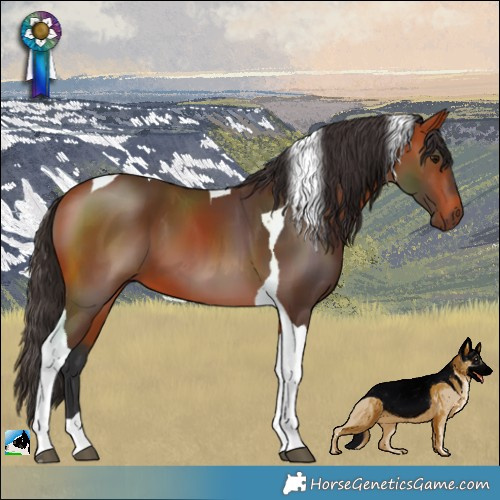 Horse Color:Bay Tobiano 
