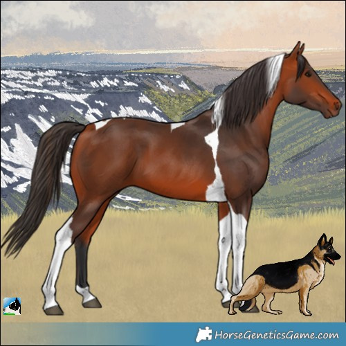 Horse Color:Bay Tobiano 