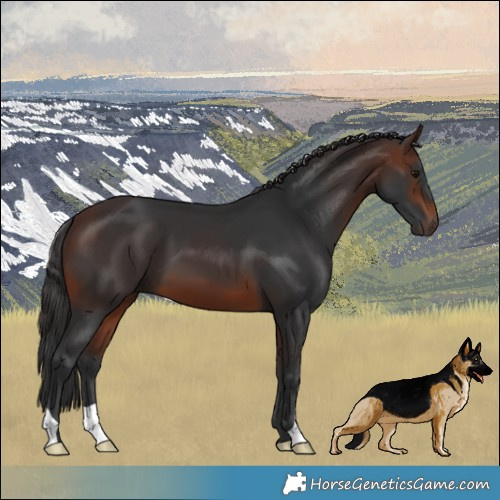 Horse Color:Brown 
