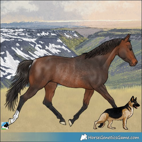 Horse Color:Bay Rabicano