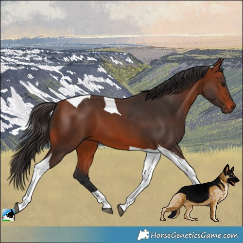 Horse Color:Bay Tobiano 