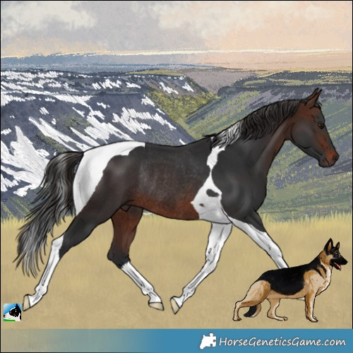 Horse Color:Brown Tobiano Rabicano 