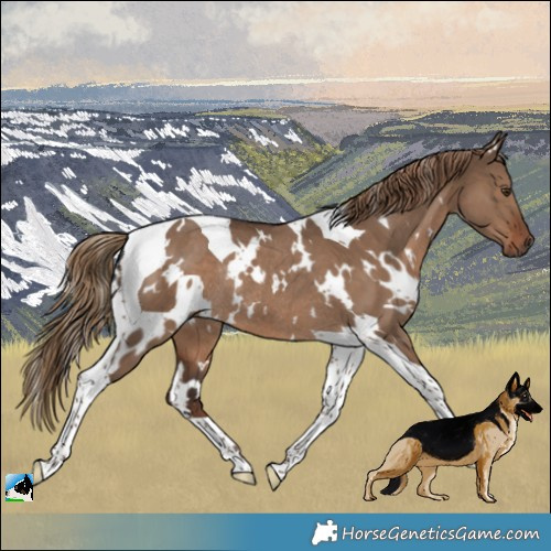 Horse Color:White Spotted Liver Red Dun Tobiano Rabicano 