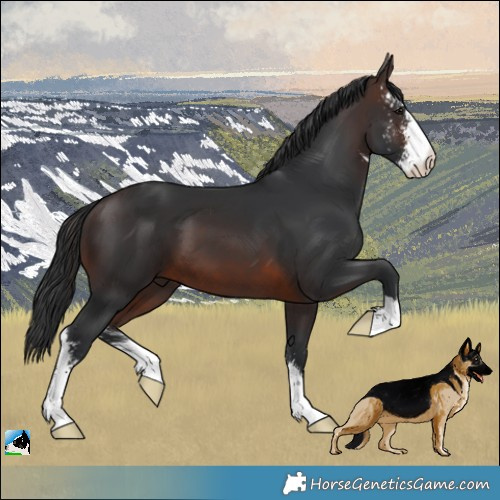 Horse Color:Brown Sabino 