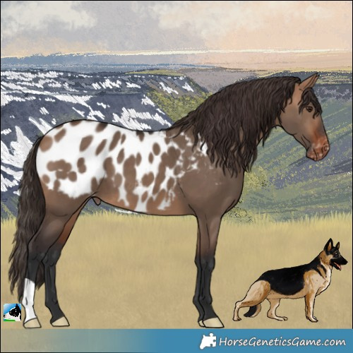 Horse Color:Bay Dun Appaloosa 