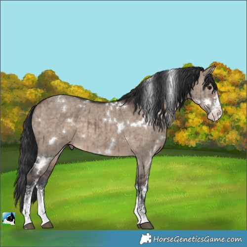 Horse Color:White Spotted Brown Dun Sabino Brindle 