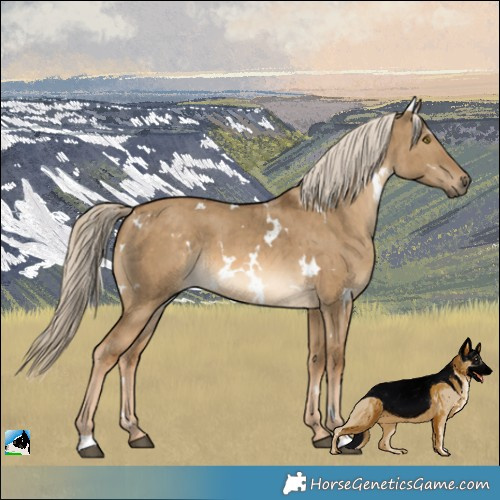 Horse Color:White Spotted Chocolate Palomino Dun Brindle 