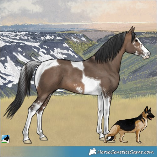 Horse Color:Brown Dun Sabino Tobiano 