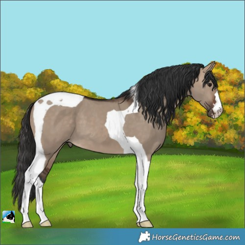 Horse Color:Brown Dun Tobiano 