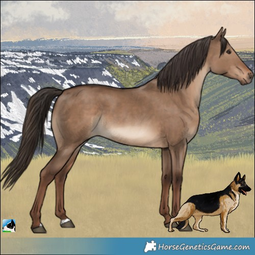 Horse Color:Liver Red Dun 