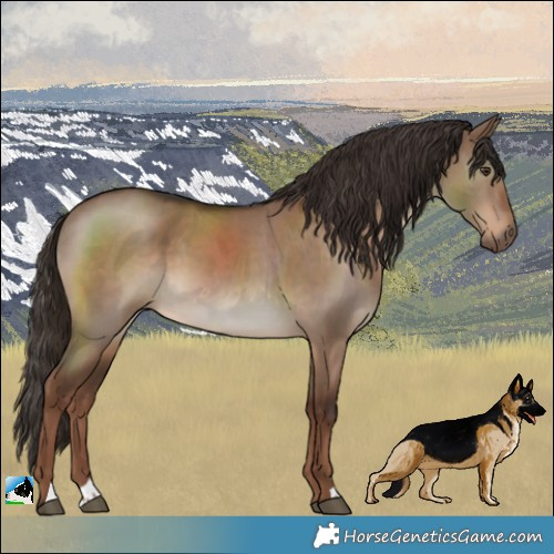 Horse Color:Liver Red Dun