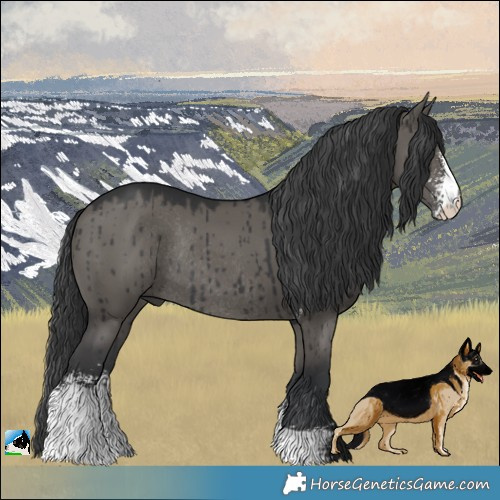 Horse Color:Grullo Sabino Rabicano Brindle 