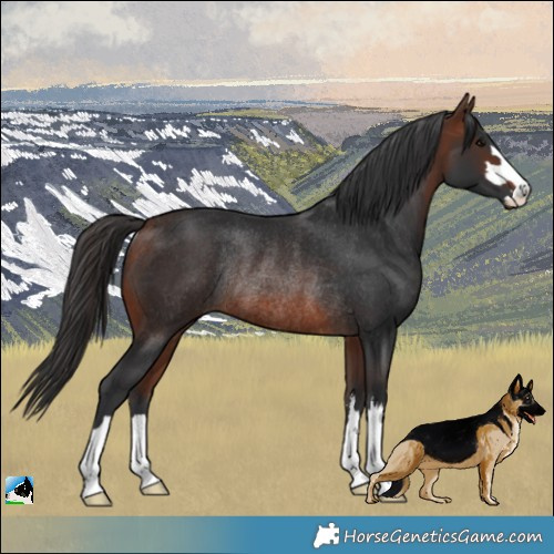 Horse Color:Bay Rabicano 