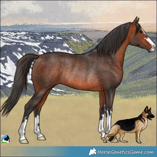 Horse Color:Bay Rabicano 