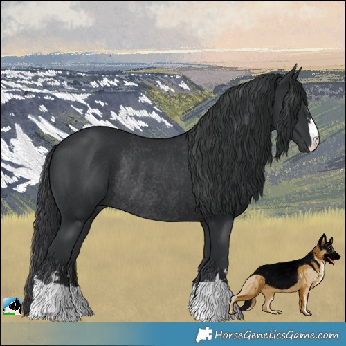 Horse Color:Black Rabicano 